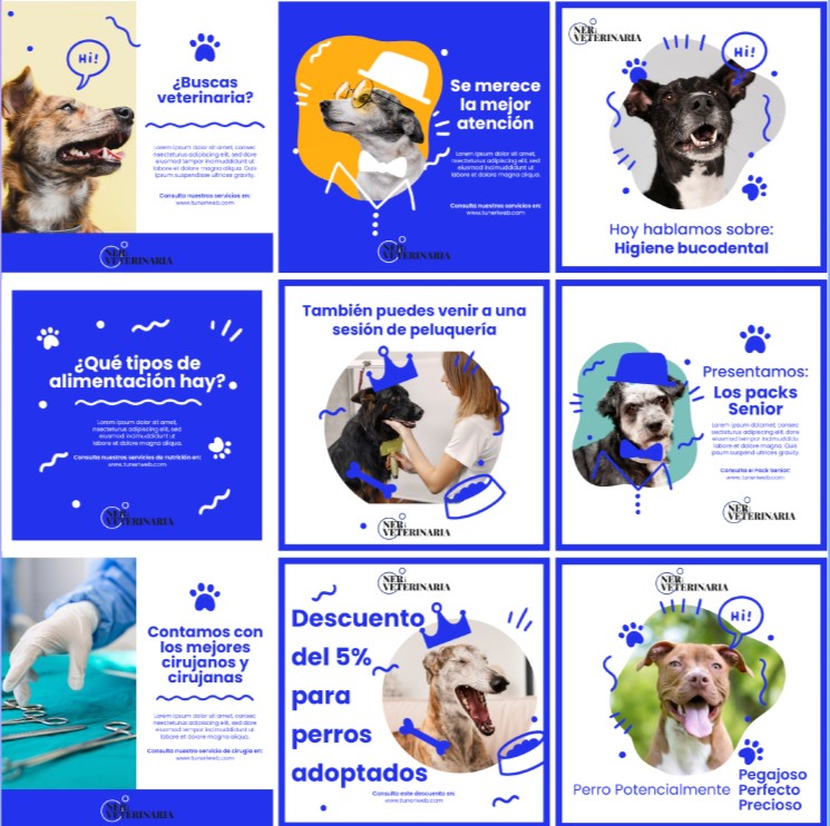 Creación Contenido estático feed veterinaria