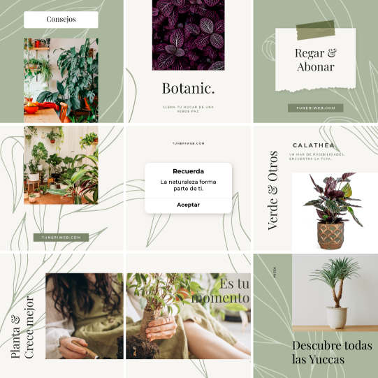 Creación Contenido estático plantilla feed plantas